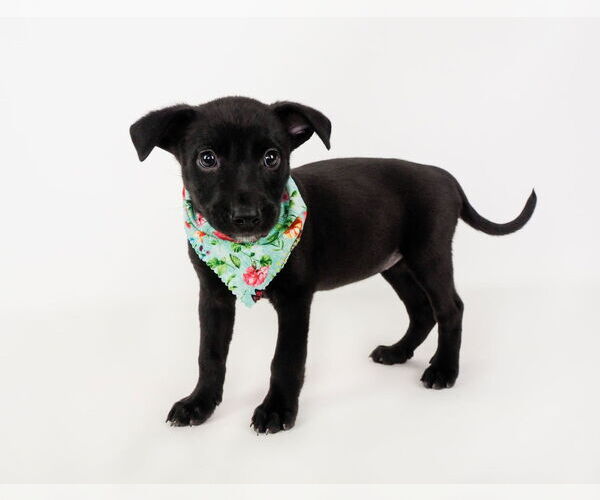 Medium Photo #2 American Staffordshire Terrier-German Shepherd Dog Mix Puppy For Sale in phoenix, AZ, USA