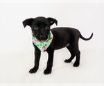 Small #1 American Staffordshire Terrier-German Shepherd Dog Mix