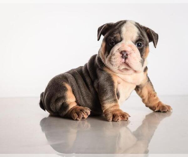Medium Photo #1 Bulldog Puppy For Sale in BEL TIBURON, CA, USA