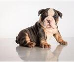 Small Photo #1 Bulldog Puppy For Sale in BEL TIBURON, CA, USA