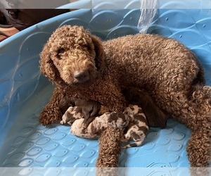 Mother of the Aussiedoodle puppies born on 07/16/2022