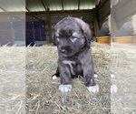 Small Photo #17 Anatolian Shepherd Puppy For Sale in ROBSTOWN, TX, USA