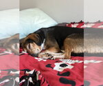 Small #2 Beagle