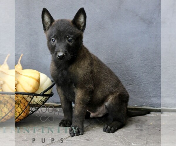 Medium Photo #2 Belgian Malinois Puppy For Sale in RONKS, PA, USA