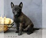 Rocky - Male Belgian Malinois Puppy for Sale - Photo #2