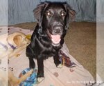 Small Photo #6 Great Dane-Labrador Retriever Mix Puppy For Sale in Claremore, OK, USA
