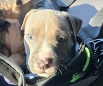 Puppy Ollie American Bully