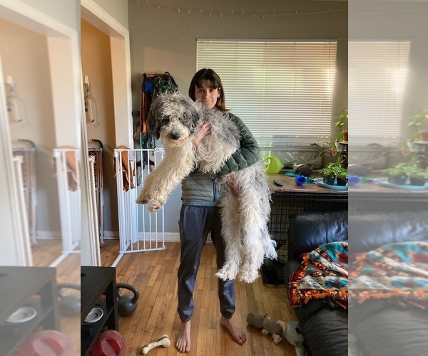 Medium Photo #4 Double Doodle Puppy For Sale in CHULA VISTA, CA, USA