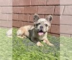 Small Photo #24 French Bulldog Puppy For Sale in WASHINGTON, DC, USA
