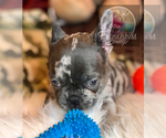 Small Photo #26 French Bulldog Puppy For Sale in BUCKS BAR, CA, USA