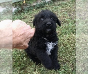 Australian Cattle Dog-Goldendoodle Mix Puppy for sale in BURLINGTON, IA, USA