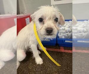 Taco Terrier Dogs for adoption in Camarillo, CA, USA