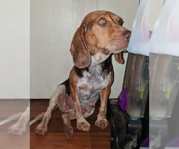 Medium Photo #9 Beagle Puppy For Sale in Dunnellon, FL, USA