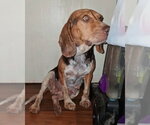 Small Photo #9 Beagle Puppy For Sale in Dunnellon, FL, USA