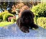 Small Photo #36 Shih Tzu Puppy For Sale in HAYWARD, CA, USA