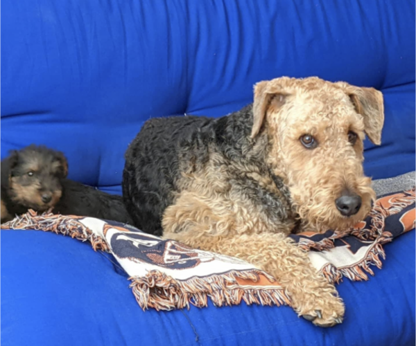 Medium Photo #5 Airedale Terrier Puppy For Sale in OLEAN, NY, USA