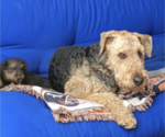 Small Photo #5 Airedale Terrier Puppy For Sale in OLEAN, NY, USA