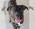 Small Mastiff Mix