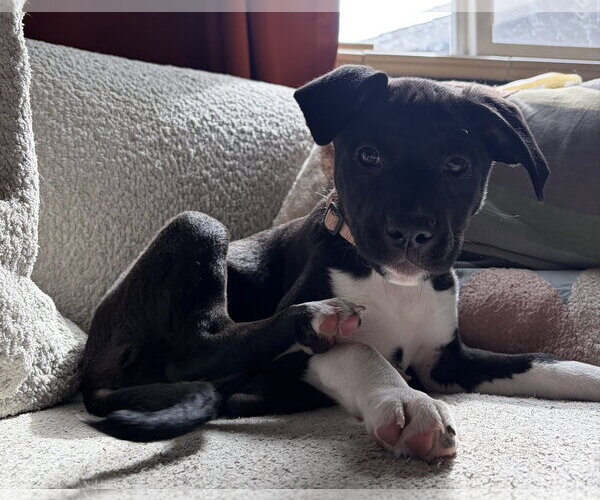 Medium Photo #1 Labrador Retriever-Unknown Mix Puppy For Sale in Aurora, CO, USA