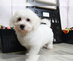 Small Photo #7 Bichon Frise Puppy For Sale in MARIETTA, GA, USA
