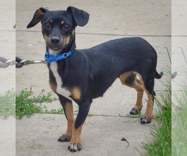 Medium Photo #2 Chiweenie Puppy For Sale in Huntley, IL, USA