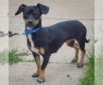 Small #1 Chiweenie