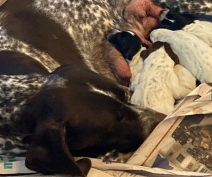 German Shorthaired Pointer Puppy for sale in ROSCOMMON, MI, USA