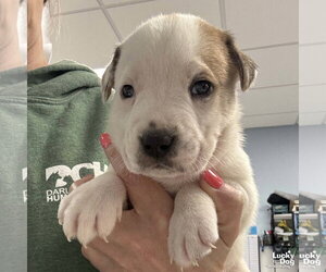 Lab-Pointer Dogs for adoption in Washington, DC, USA