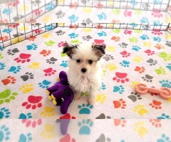 Medium Photo #8 Papitese Puppy For Sale in ORO VALLEY, AZ, USA