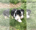 Small Photo #6 Miniature Australian Shepherd Puppy For Sale in WHITEWATER, MO, USA