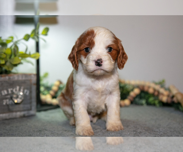 Medium Photo #17 Cavapoo (Miniature) Puppy For Sale in CAMDEN, MI, USA
