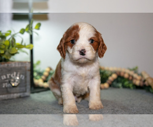 Medium Cavapoo (Miniature)