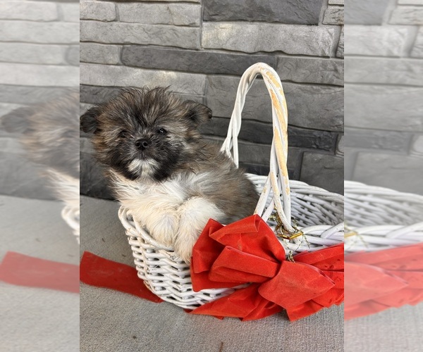 Medium Photo #2 Shiranian Puppy For Sale in MIDDLEBURY, IN, USA