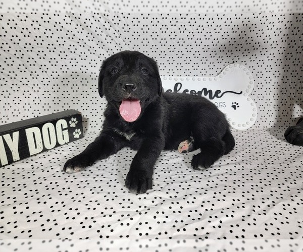 Medium Photo #34 Golden Mountain Dog Puppy For Sale in BLACK FOREST, CO, USA