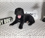 Small #1 Golden Mountain Dog