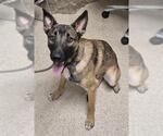 Small German Shepherd Dog
