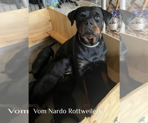 Mother of the Rottweiler puppies born on 05/11/2025