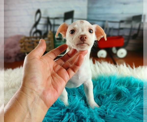 Medium Photo #5 Chihuahua Puppy For Sale in CARTHAGE, TX, USA