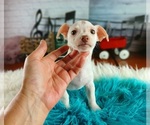 Small #4 Chihuahua