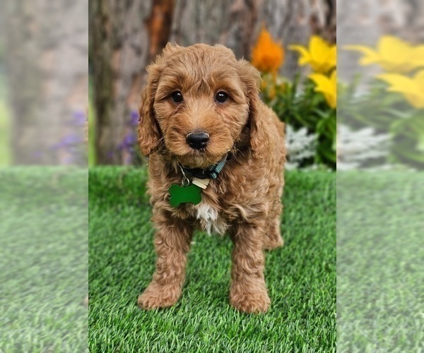 Medium Photo #2 Goldendoodle (Miniature) Puppy For Sale in INDIANAPOLIS, IN, USA