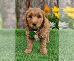 Small Photo #2 Goldendoodle (Miniature) Puppy For Sale in INDIANAPOLIS, IN, USA