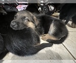 Small Photo #6 German Shepherd Dog Puppy For Sale in PITTSBORO, IN, USA