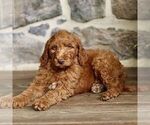Small #1 Goldendoodle