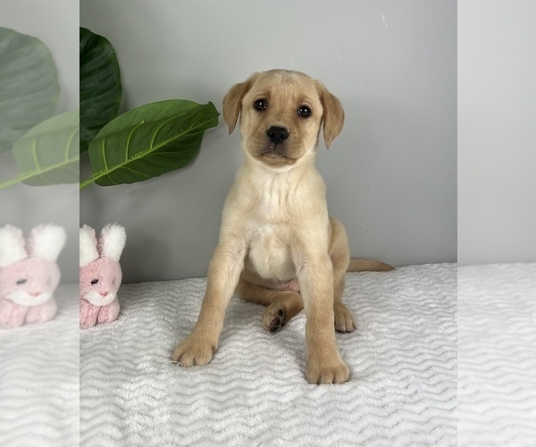 Medium Photo #2 Labrador Retriever Puppy For Sale in FRANKLIN, IN, USA