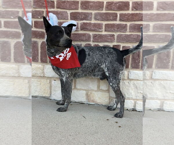 Medium Photo #7 Mutt Puppy For Sale in Euless, TX, USA