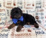 Small #2 Cockapoo (Miniature)