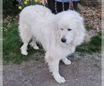 Small #3 Great Pyrenees