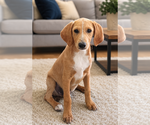 Small Labrador Retriever
