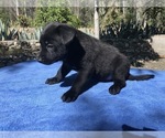 Small Photo #6 Belgian Malinois Puppy For Sale in VACAVILLE, CA, USA