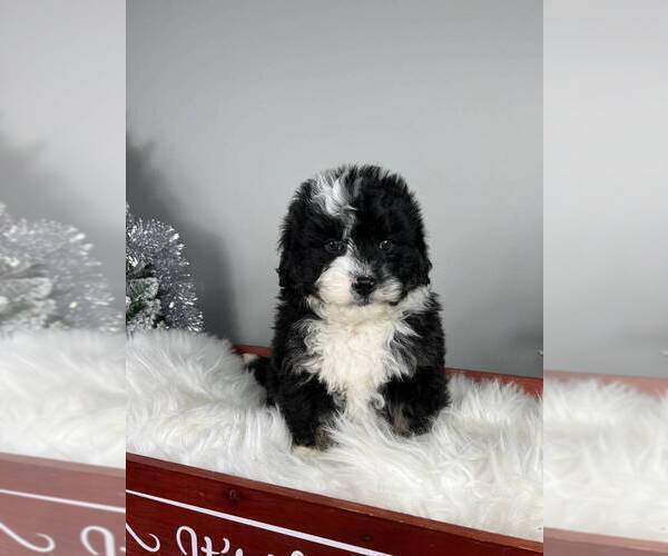 Medium Photo #7 Bernedoodle (Miniature) Puppy For Sale in FRANKLIN, IN, USA